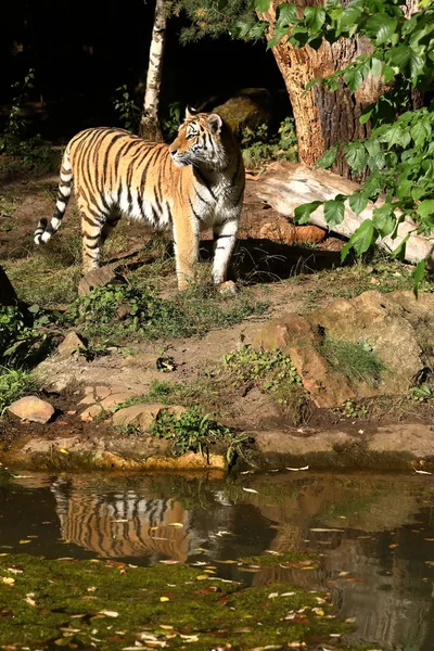 Majestueux Tigre Sibérie — Photo