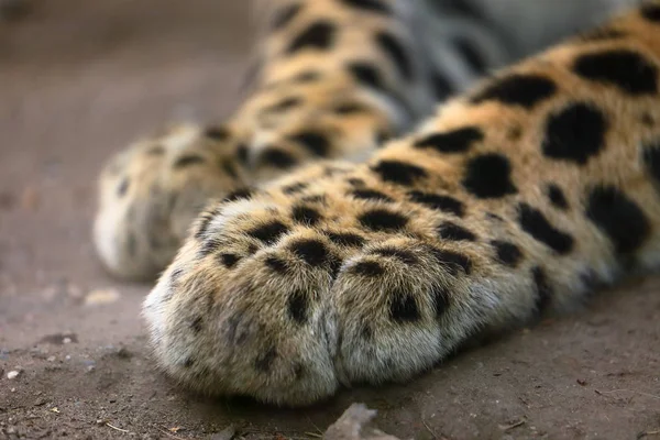 Pfoten Eines Leoparden — Stockfoto