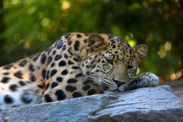 Leopardenpanthera Pardus Ruht — Stockfoto