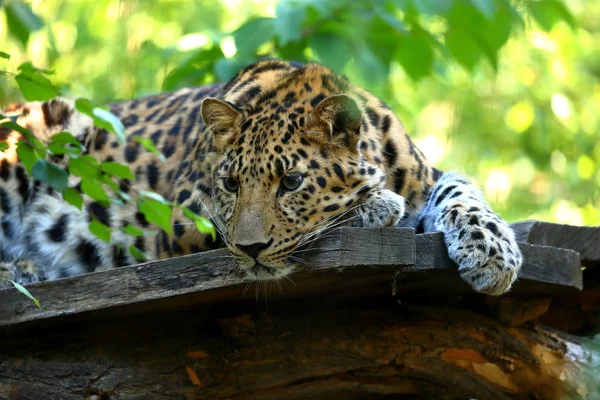 Leopardo Panthera Pardus Descansando — Fotografia de Stock