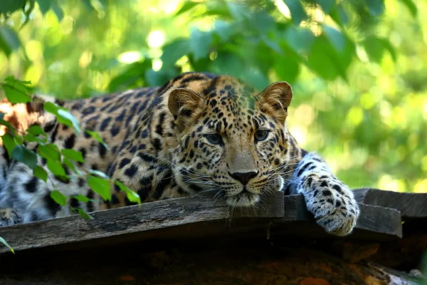 Leopardo Panthera Pardus Descansando — Fotografia de Stock