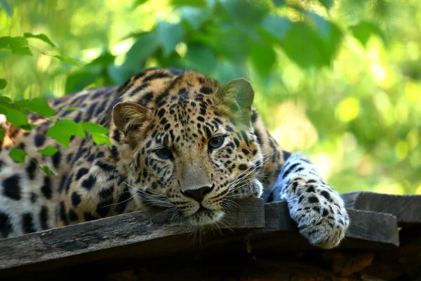 Leopardí Panthera Pardus Odpočívá — Stock fotografie