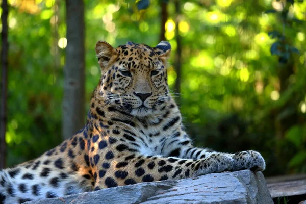 Leopardí Panthera Pardus Odpočívá — Stock fotografie