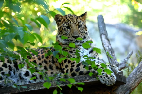 Leopardo Panthera Pardus Descansando — Fotografia de Stock