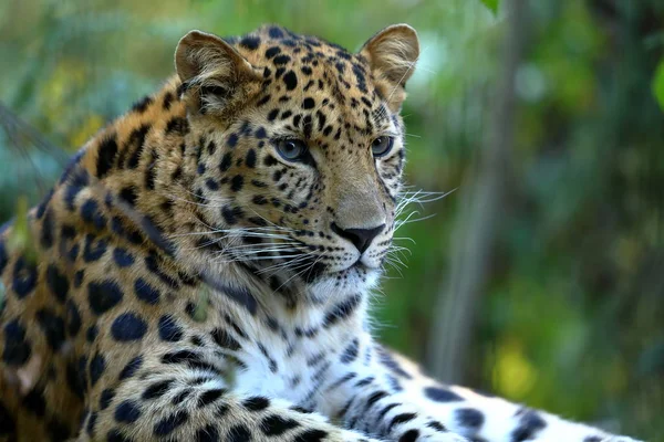 Leopardo Panthera Pardus Descansando — Fotografia de Stock