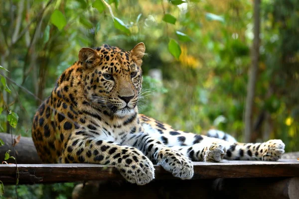 Leopardo Panthera Pardus Descansando — Fotografia de Stock