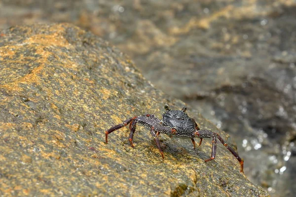 ザリガニとカニをスリランカから — ストック写真