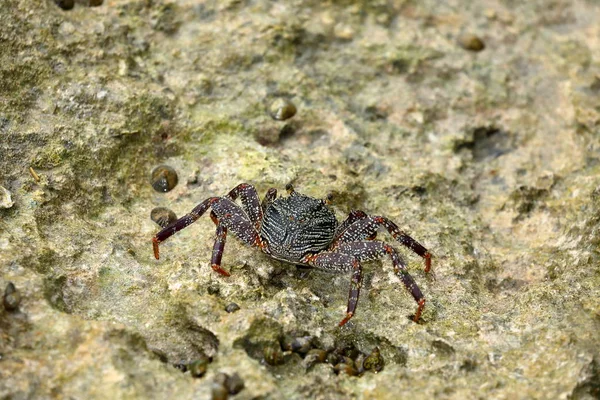 Cangrejos Cangrejos Sri Lanka — Foto de Stock