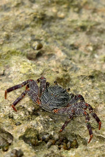 Cangrejos Cangrejos Sri Lanka — Foto de Stock