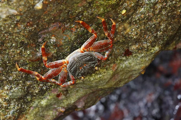 Cangrejos Cangrejos Sri Lanka — Foto de Stock