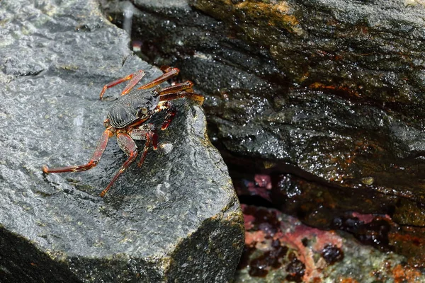 Crayfish Dan Kepiting Dari Sri Lanka — Stok Foto