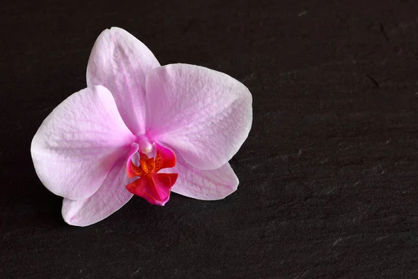 Орхидеи Цветут Заднем Плане — стоковое фото