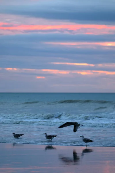 Sunset Seagulls Normandy — Stock Photo, Image