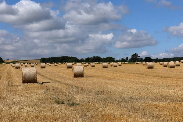 Balles Paille Sur Champ Céréales — Photo