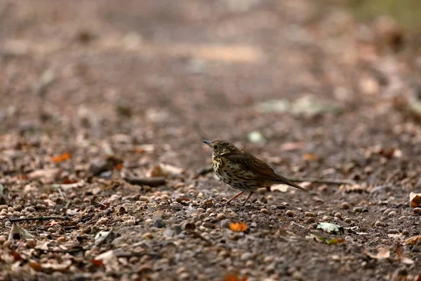 Song Thrush Chão Floresta — Fotografia de Stock