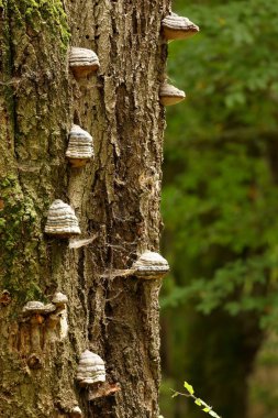 Deadwood ormandaki üzerinde ağaç mantarlar