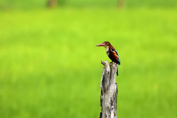 Brown Kingfisher Sri Lanka — Stock Photo, Image