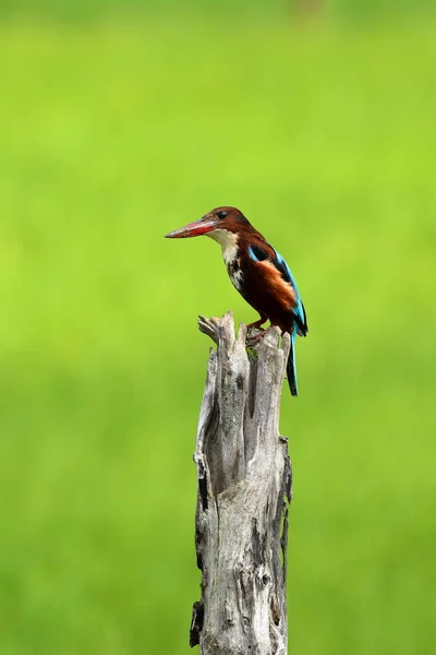 Marrón Kingfisher Sri Lanka — Foto de Stock