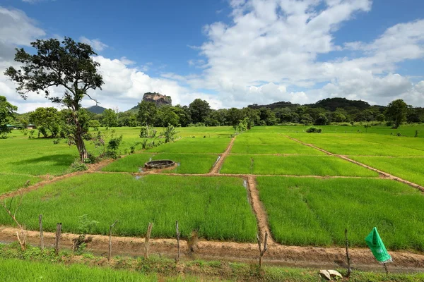 Campos Arroz Roca Del León Sri Lanka — Foto de Stock