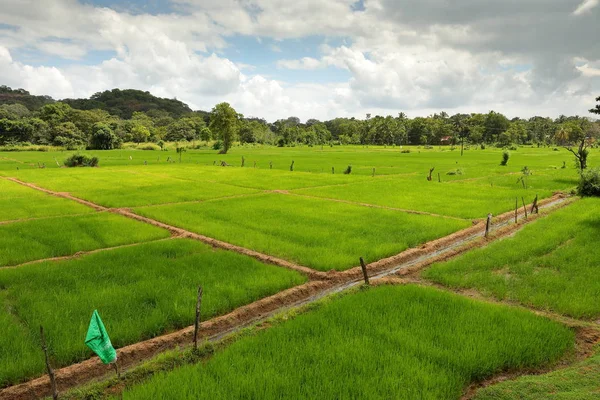 Campos Arroz Roca Del León Sri Lanka — Foto de Stock