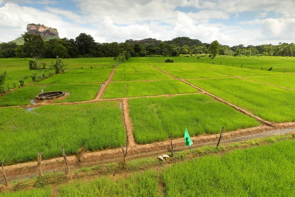 Campos Arroz Rocha Leão Sri Lanka — Fotografia de Stock