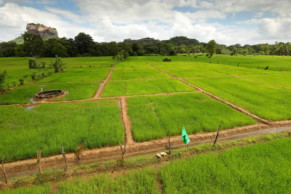 Campos Arroz Rocha Leão Sri Lanka — Fotografia de Stock