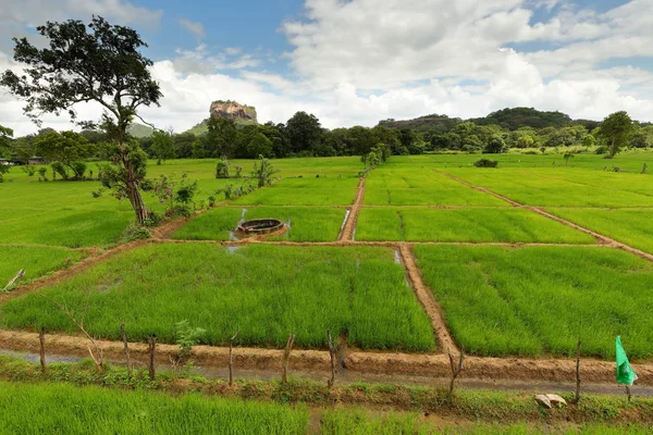 Рисовые Поля Львиной Скалы Шри Ланке — стоковое фото