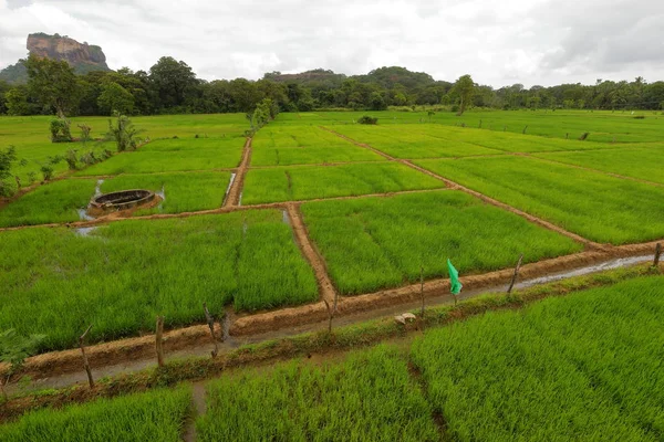 Campos Arroz Rocha Leão Sri Lanka — Fotografia de Stock