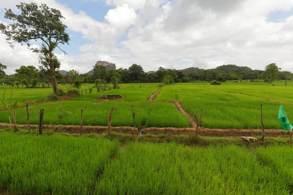 Campos Arroz Rocha Leão Sri Lanka — Fotografia de Stock