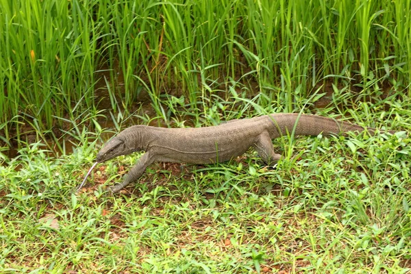 Waran Bengalski Sri Lanka — Zdjęcie stockowe