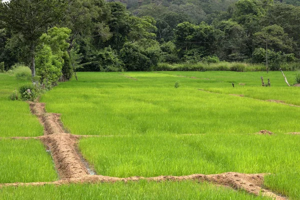 Campos Arroz Rocha Leão Sri Lanka — Fotografia de Stock