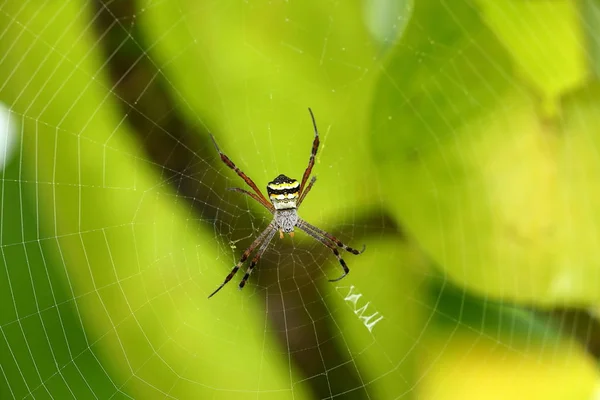 Ασιατικές Σφήκα Αράχνη Στον Ιστό Μιας Αράχνης — Φωτογραφία Αρχείου