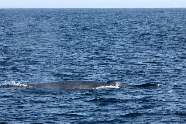 Wieloryby Sri Lanka — Zdjęcie stockowe