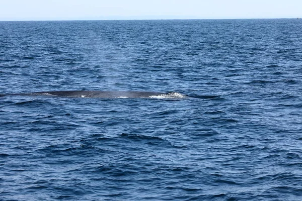 Whale Watching Sri Lanka — Stock Photo, Image