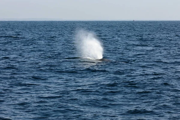 Wieloryby Sri Lanka — Zdjęcie stockowe