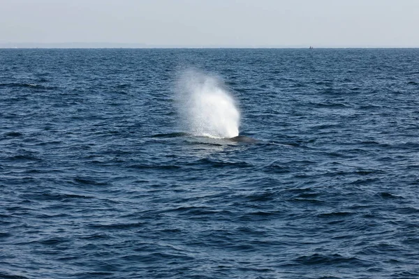 Avistamiento Ballenas Sri Lanka — Foto de Stock