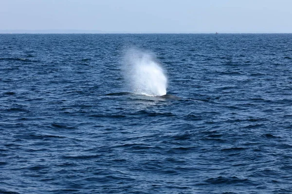 Observação Baleias Sri Lanka — Fotografia de Stock