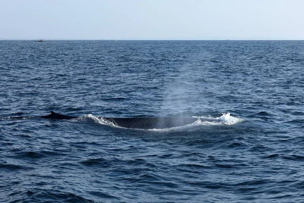 Pozorování Velryb Srí Lance — Stock fotografie