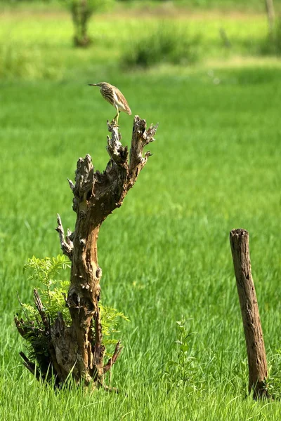 Paddy Heron Bir Pirinç Alan Içinde — Stok fotoğraf