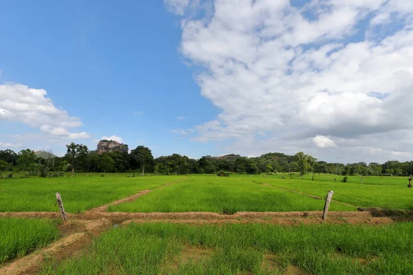 Campos Arroz Sigiriya Lion Rock Sri Lanka — Foto de Stock