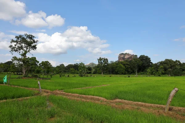 Рисові Поля Sigiriya Лев Рок Шрі Ланці — стокове фото