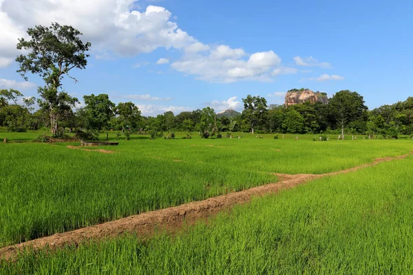 Campos Arroz Rocha Leão Sigiriya Sri Lanka — Fotografia de Stock