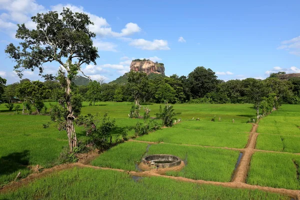 Campos Arroz Rocha Leão Sigiriya Sri Lanka — Fotografia de Stock