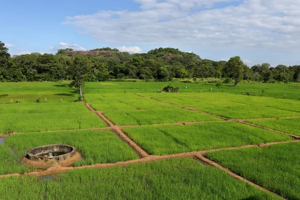 Campos Arroz Sigiriya Lion Rock Sri Lanka — Foto de Stock