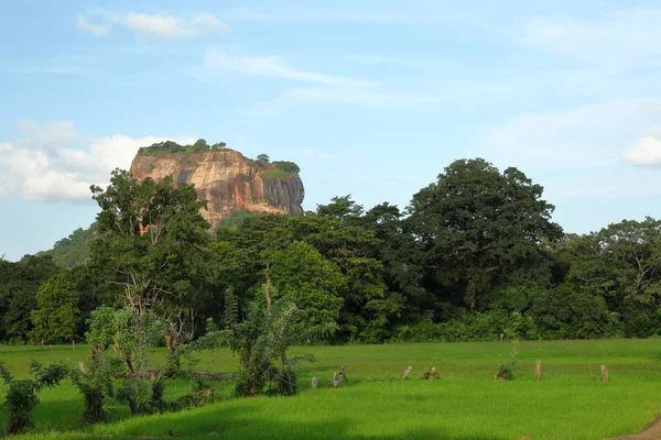 Rice Fields Sigiriya Lion Rock Sri Lanka — Stock Photo, Image