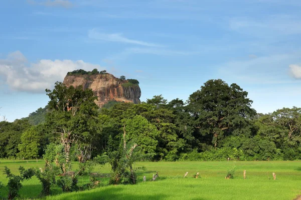 Rice Fields Sigiriya Lion Rock Sri Lanka — Stock Photo, Image