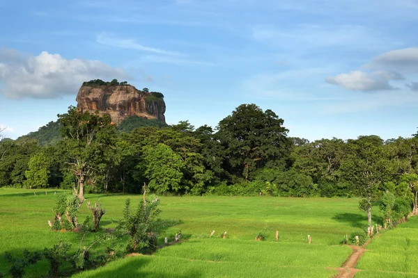 Campos Arroz Sigiriya Lion Rock Sri Lanka — Foto de Stock