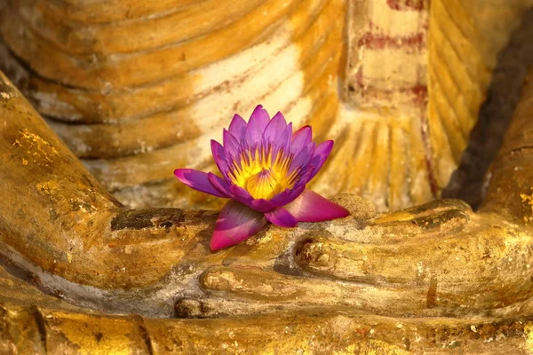 Fiore Loto Nelle Mani Buddha — Foto Stock