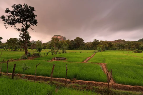 Campos Arroz Sigiriya Lion Rock Sri Lanka — Foto de Stock