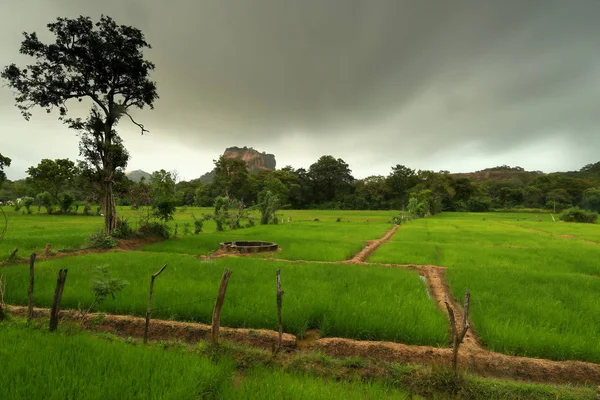 Campos Arroz Sigiriya Lion Rock Sri Lanka — Foto de Stock